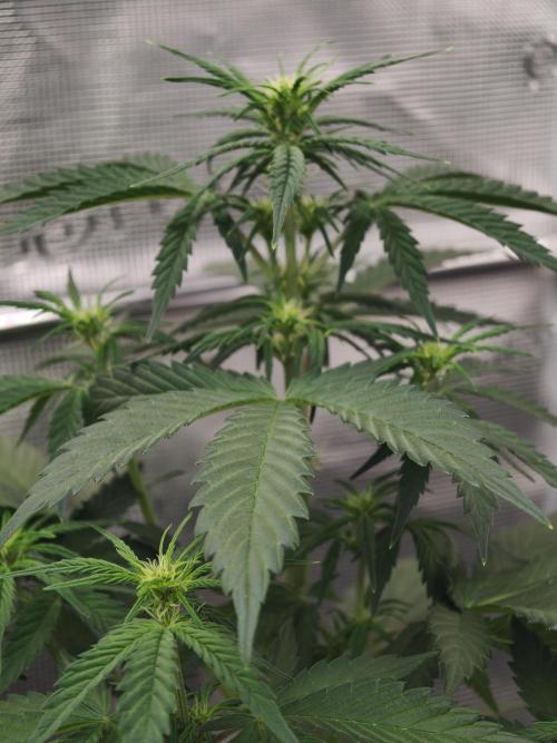 Orange Gorilla auto OSS. Week 4