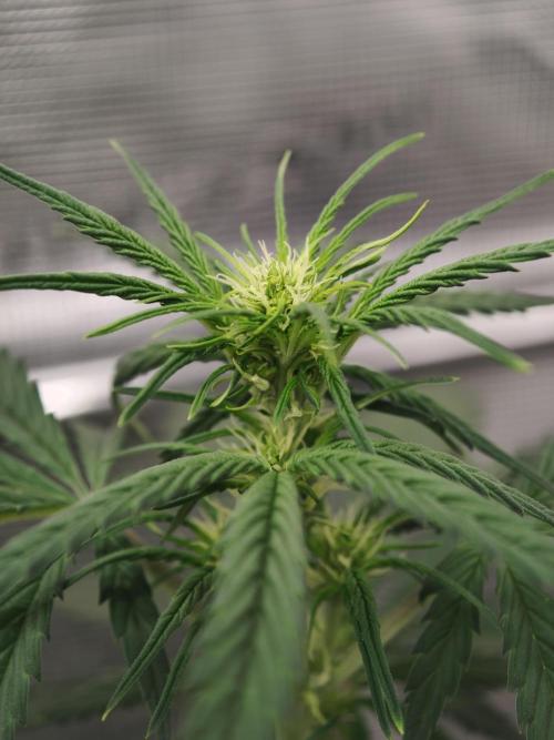 Orange Gorilla auto OSS. Week 4