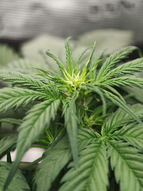 Orange Gorilla auto OSS. Week 4