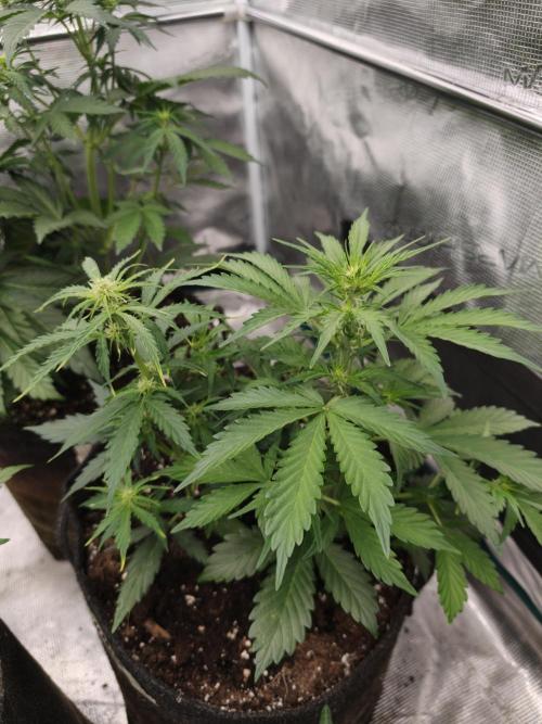 Wedding Cake auto OSS. Week 4