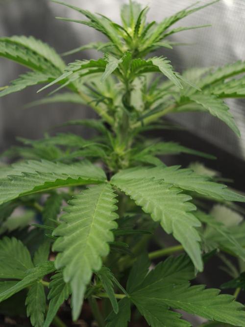 Wedding Cake auto OSS. Week 4
