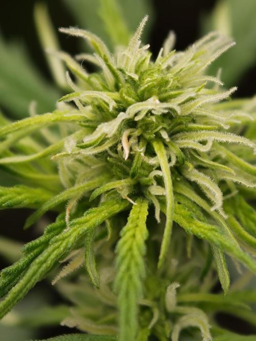 Wedding Cake auto OSS. Week 4