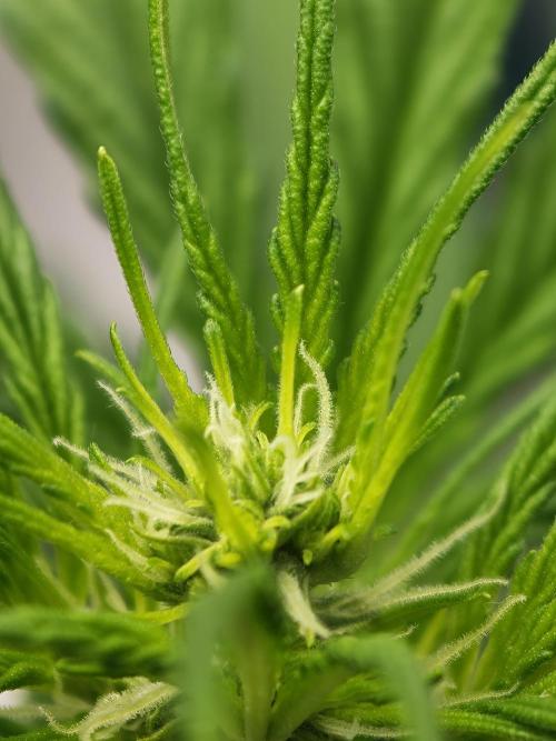 Wedding Cake auto OSS. Week 4