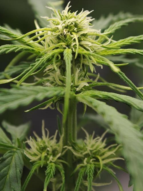 Wedding Cake auto OSS. Week 4