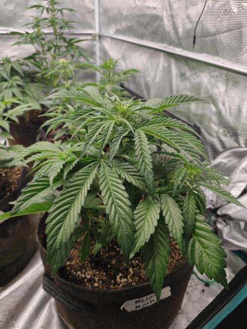 Melon Mosh auto OSS. Week 4
