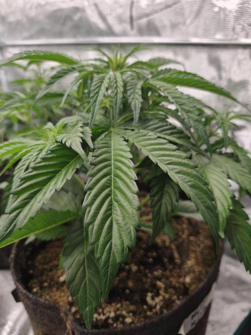 Melon Mosh auto OSS. Week 4