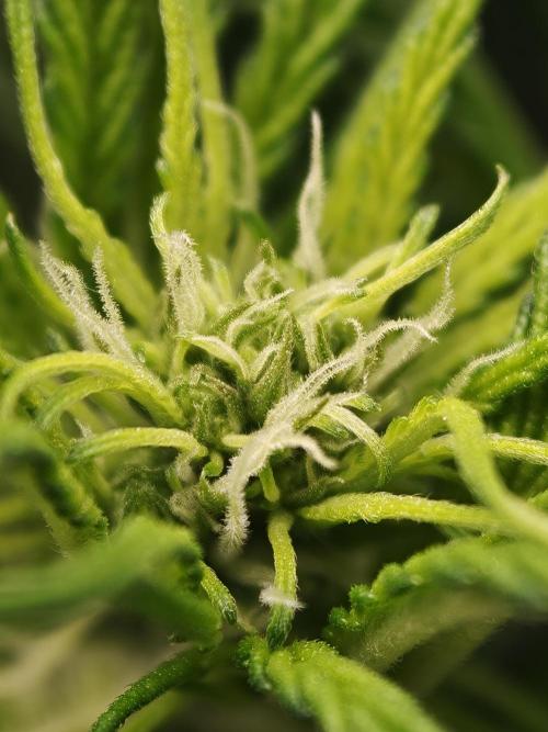 Melon Mosh auto OSS. Week 4