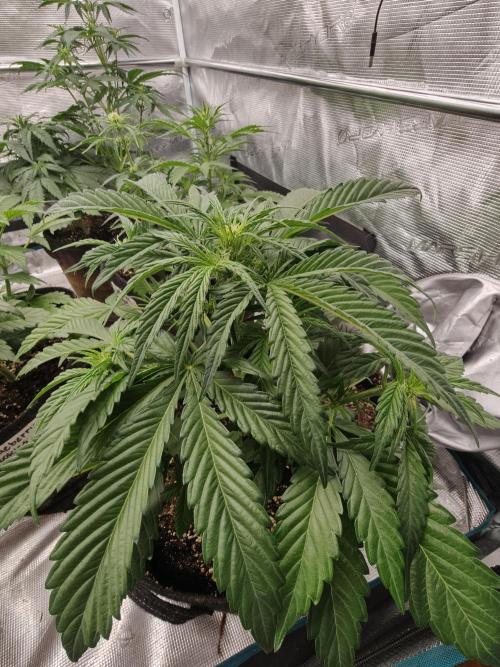 Melon Mosh auto OSS. Week 4
