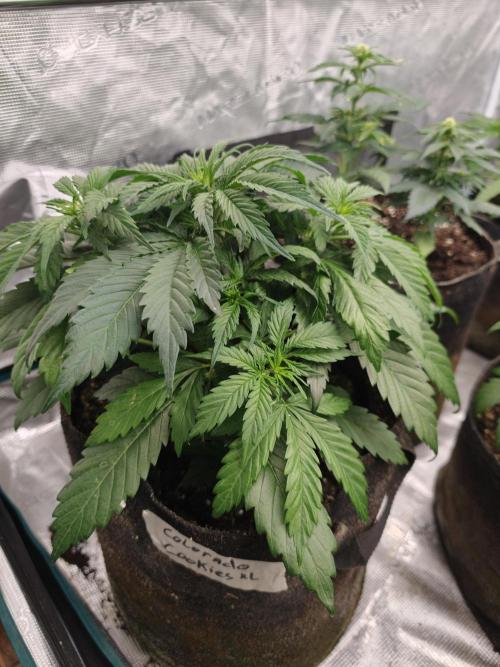 Colorado Cookies XL auto OSS. Week 4