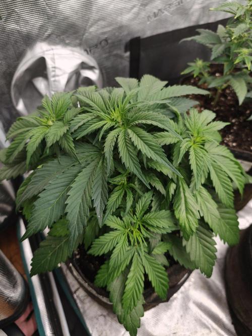 Colorado Cookies XL auto OSS. Week 4