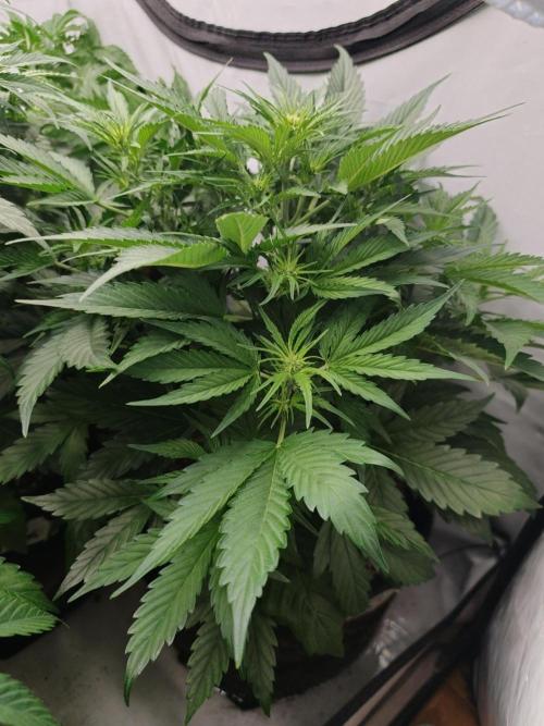 Blueberry Cookies. Week 5