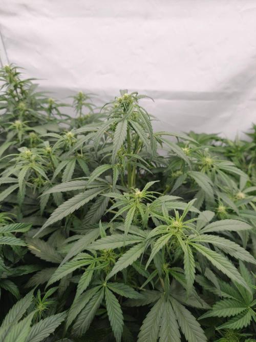 Pink Rozay x Strawberry Banana auto OSS. Week 5