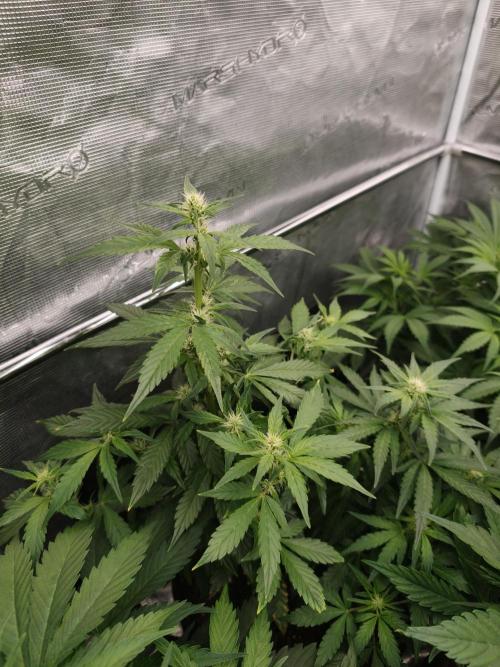 Velvet Drip OSS. Week 5