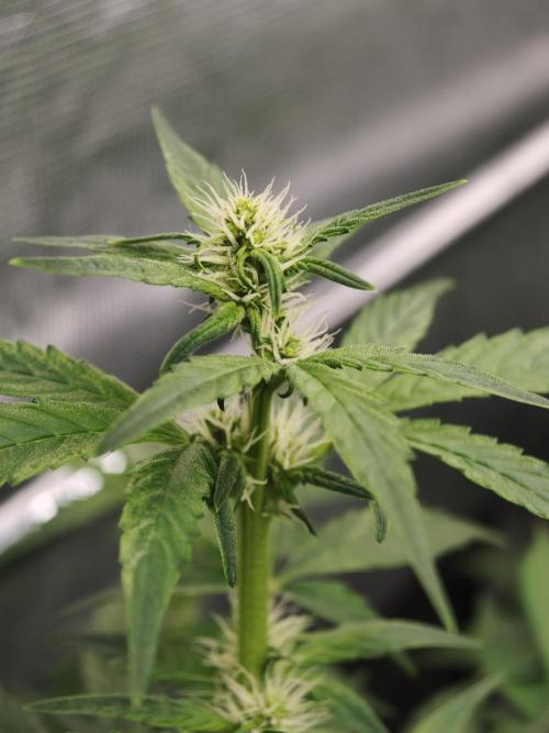 Velvet Drip OSS. Week 5