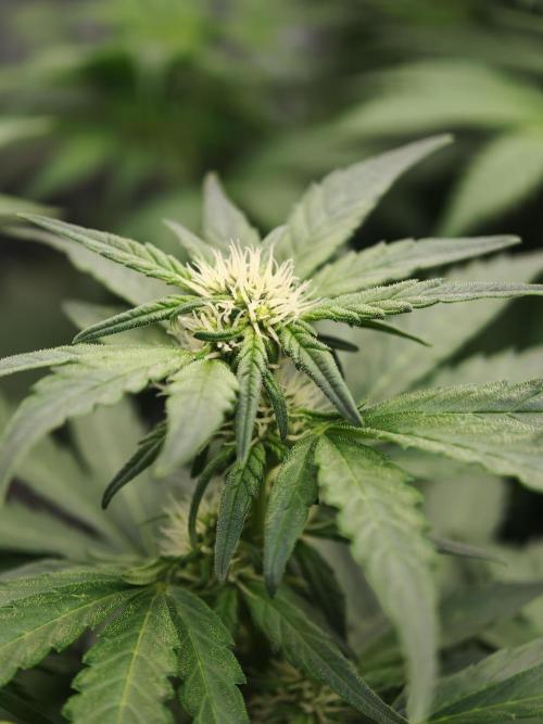 Velvet Drip OSS. Week 5