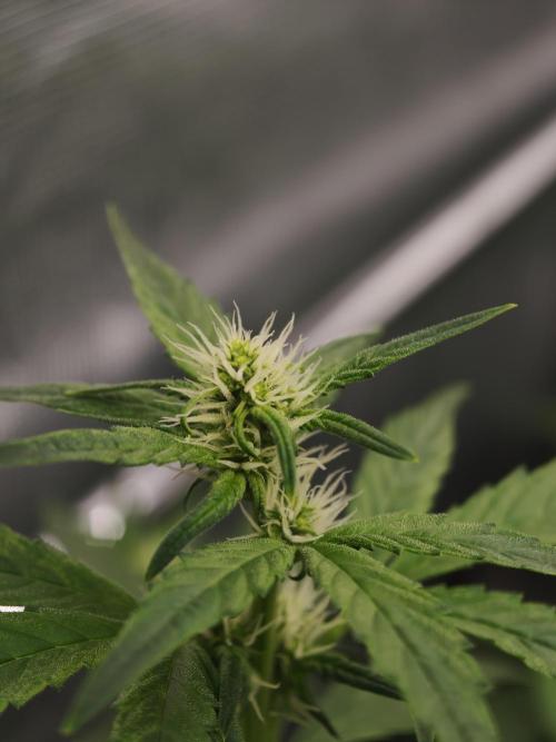 Velvet Drip OSS. Week 5