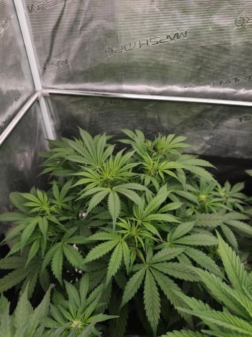 Pineapple Pulse auto OSS. Week 5