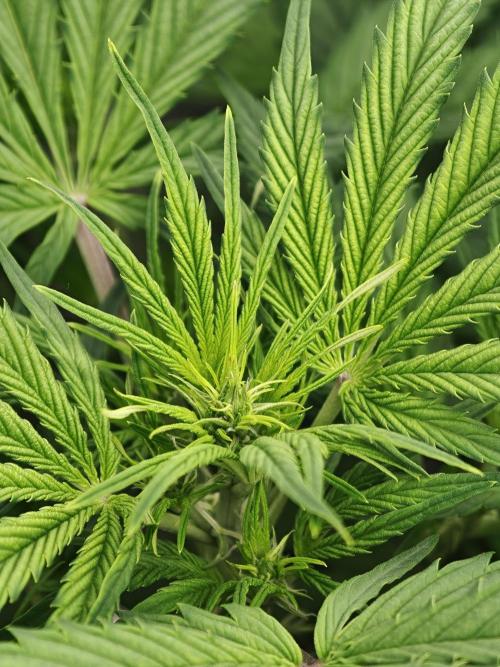 Pineapple Pulse auto OSS. Week 5
