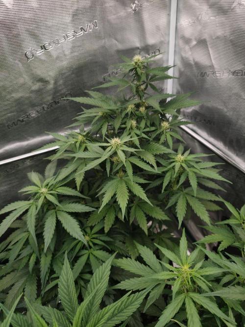 Orange Gorilla auto OSS. Week 5