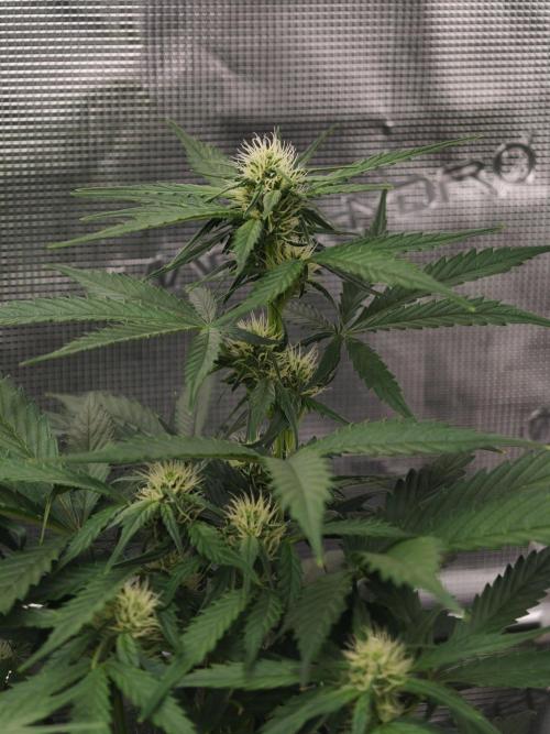Orange Gorilla auto OSS. Week 5
