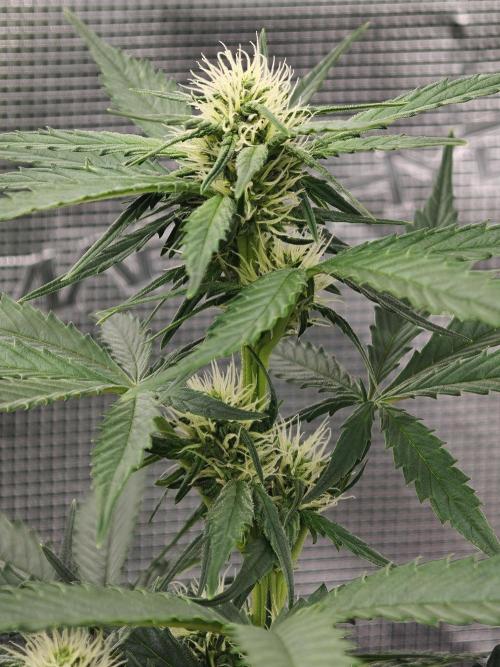 Orange Gorilla auto OSS. Week 5