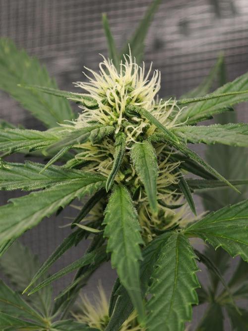 Orange Gorilla auto OSS. Week 5