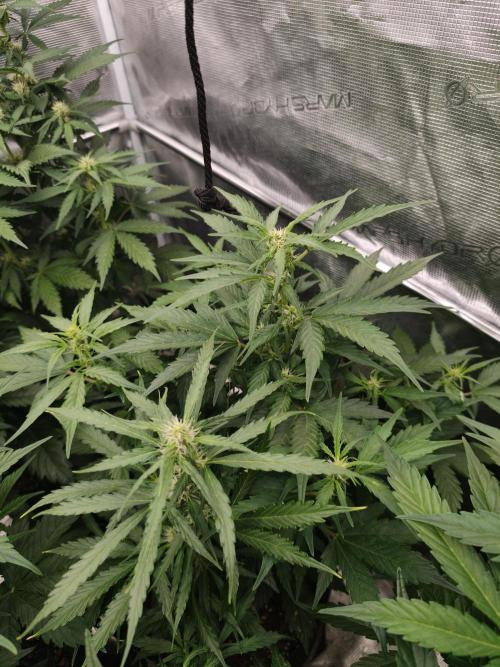 Wedding Cake auto OSS. Week 5