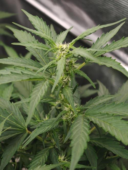 Wedding Cake auto OSS. Week 5