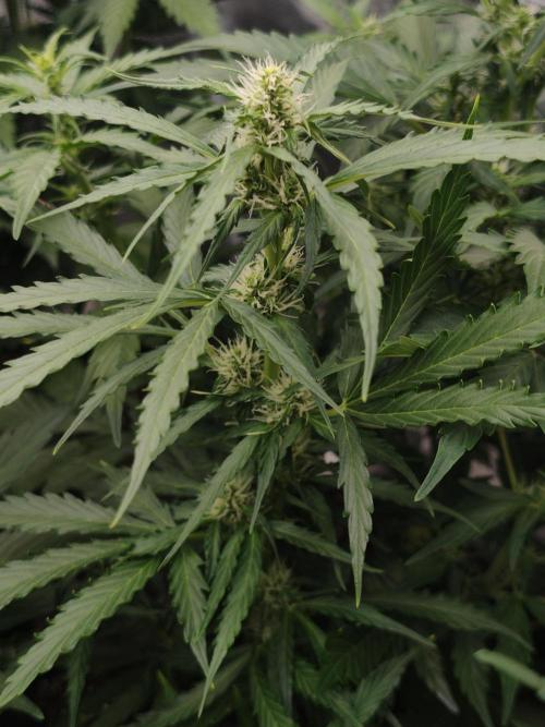 Wedding Cake auto OSS. Week 5
