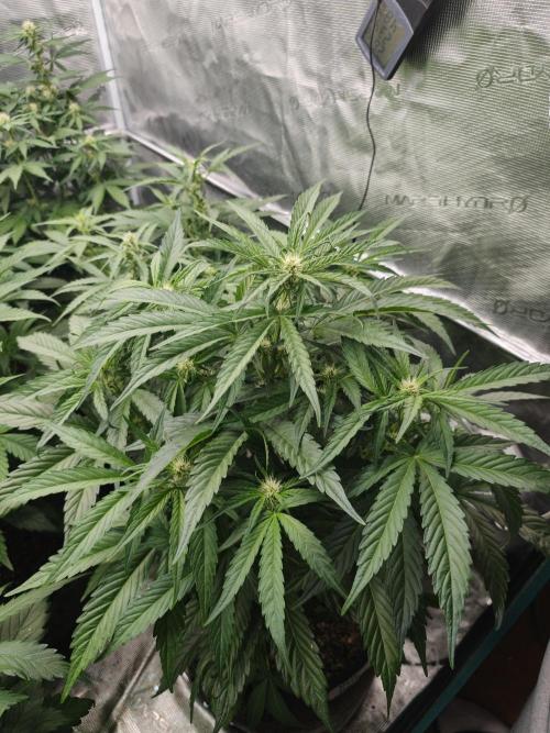 Melon Mosh auto OSS. Week 5