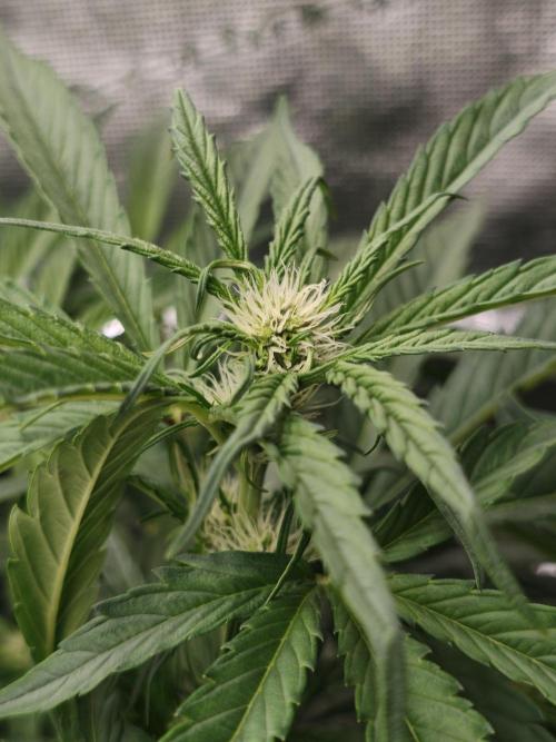 Melon Mosh auto OSS. Week 5