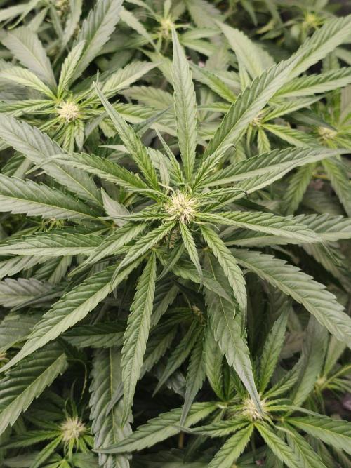 Melon Mosh auto OSS. Week 5