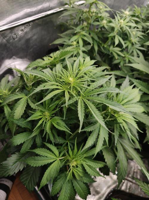 Colorado Cookies XL auto OSS. Week 5