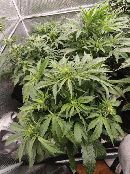 Colorado Cookies XL auto OSS. Week 5