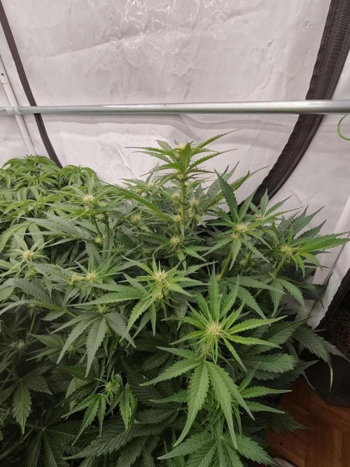 Blueberry Cookies. Week 6