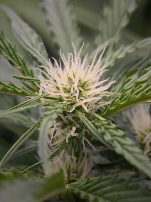 Blueberry Cookies Auto. Week 6