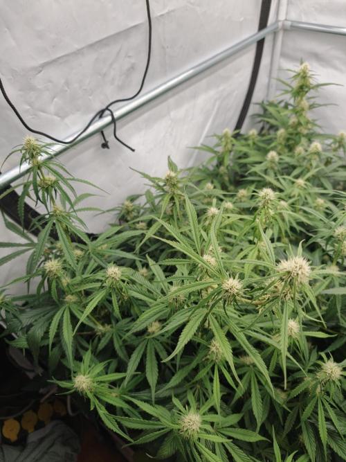 Creamzilla OSS. Week 6