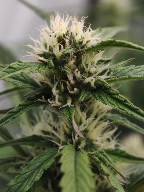 Creamzilla OSS. Week 6