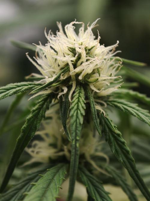 Creamzilla OSS. Week 6