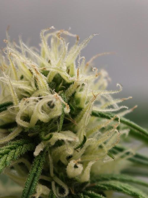 Creamzilla Auto. Week 6