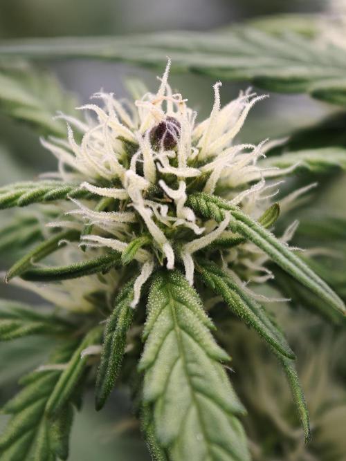 Pink Rozay x Strawberry Banana auto OSS. Week 6
