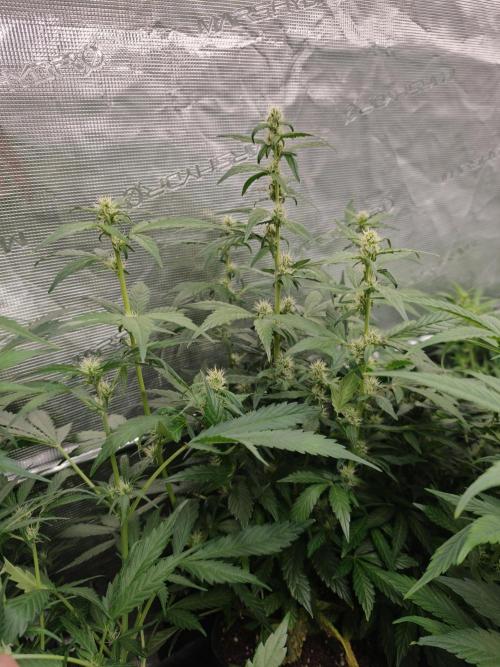 Velvet Drip OSS. Week 6