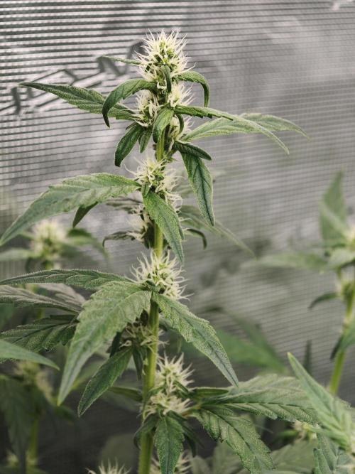 Velvet Drip OSS. Week 6