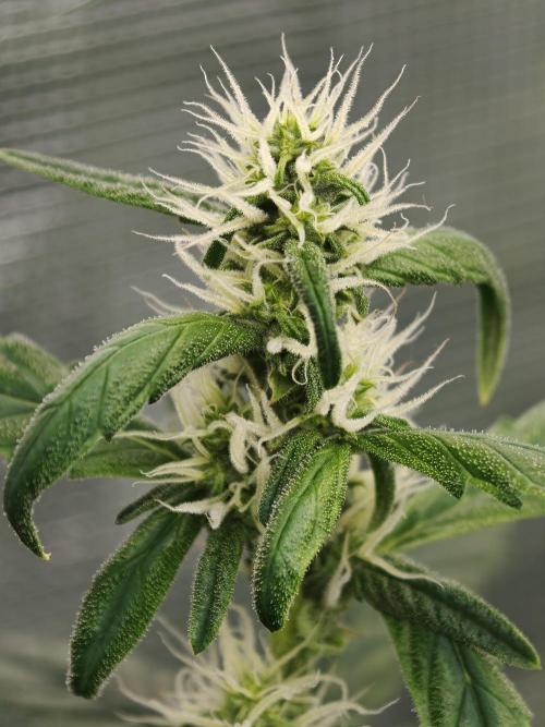 Velvet Drip OSS. Week 6