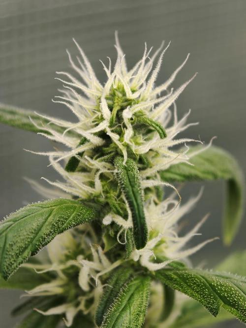 Auto Velvet Drip. Week 6