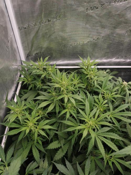 Pineapple Pulse auto OSS. Week 6