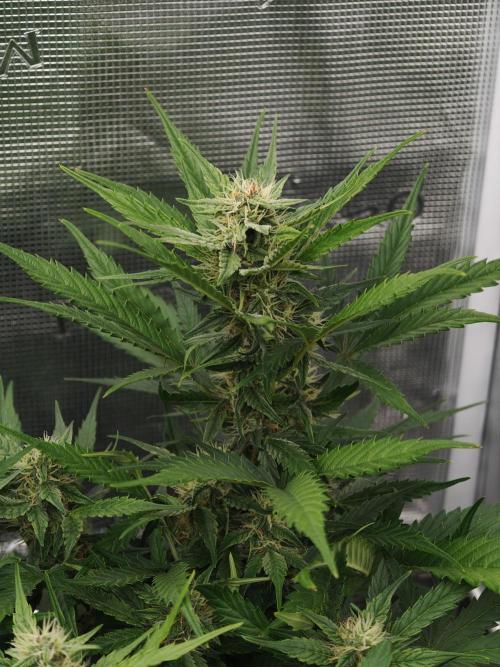 Orange Gorilla auto OSS. Week 6