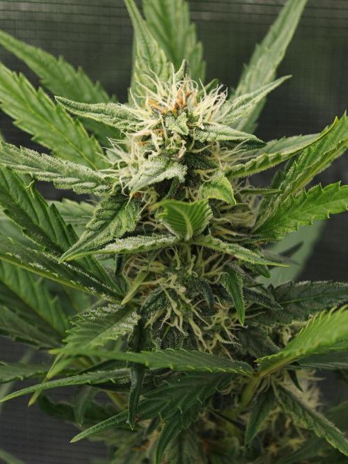 Orange Gorilla auto OSS. Week 6