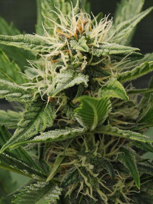 Orange Gorilla auto OSS. Week 6