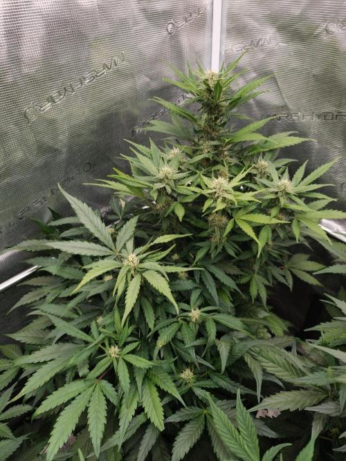 Orange Gorilla auto OSS. Week 6